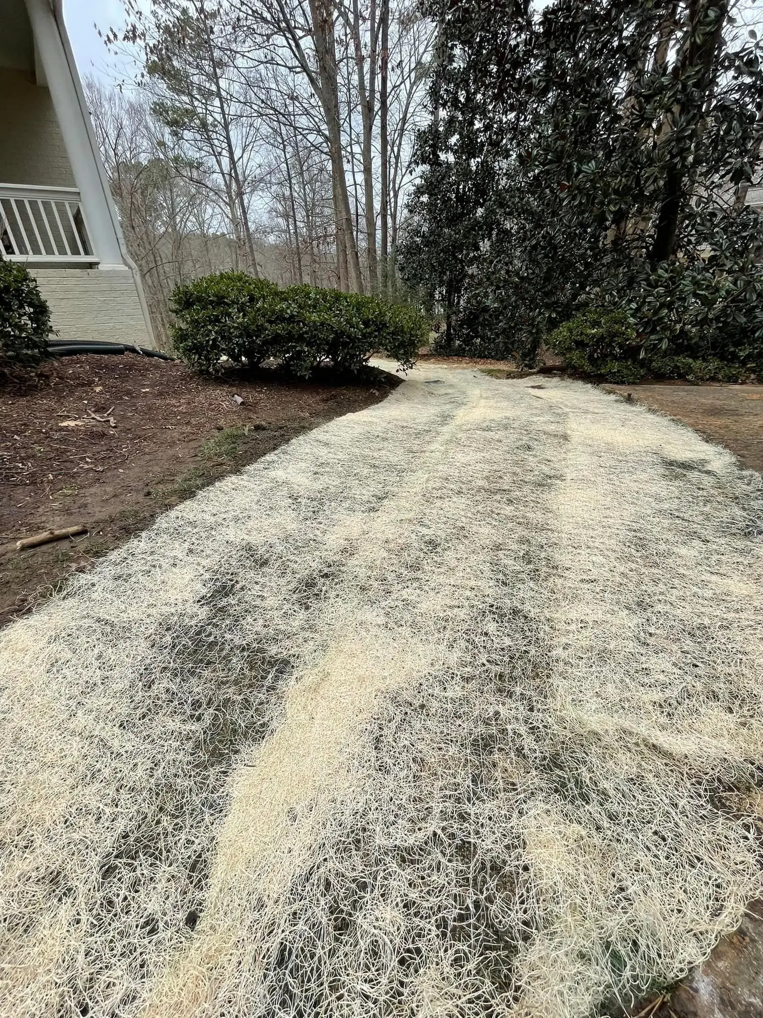 Path covered in light-colored mulch leads toward a house with shrubs and trees in the background.