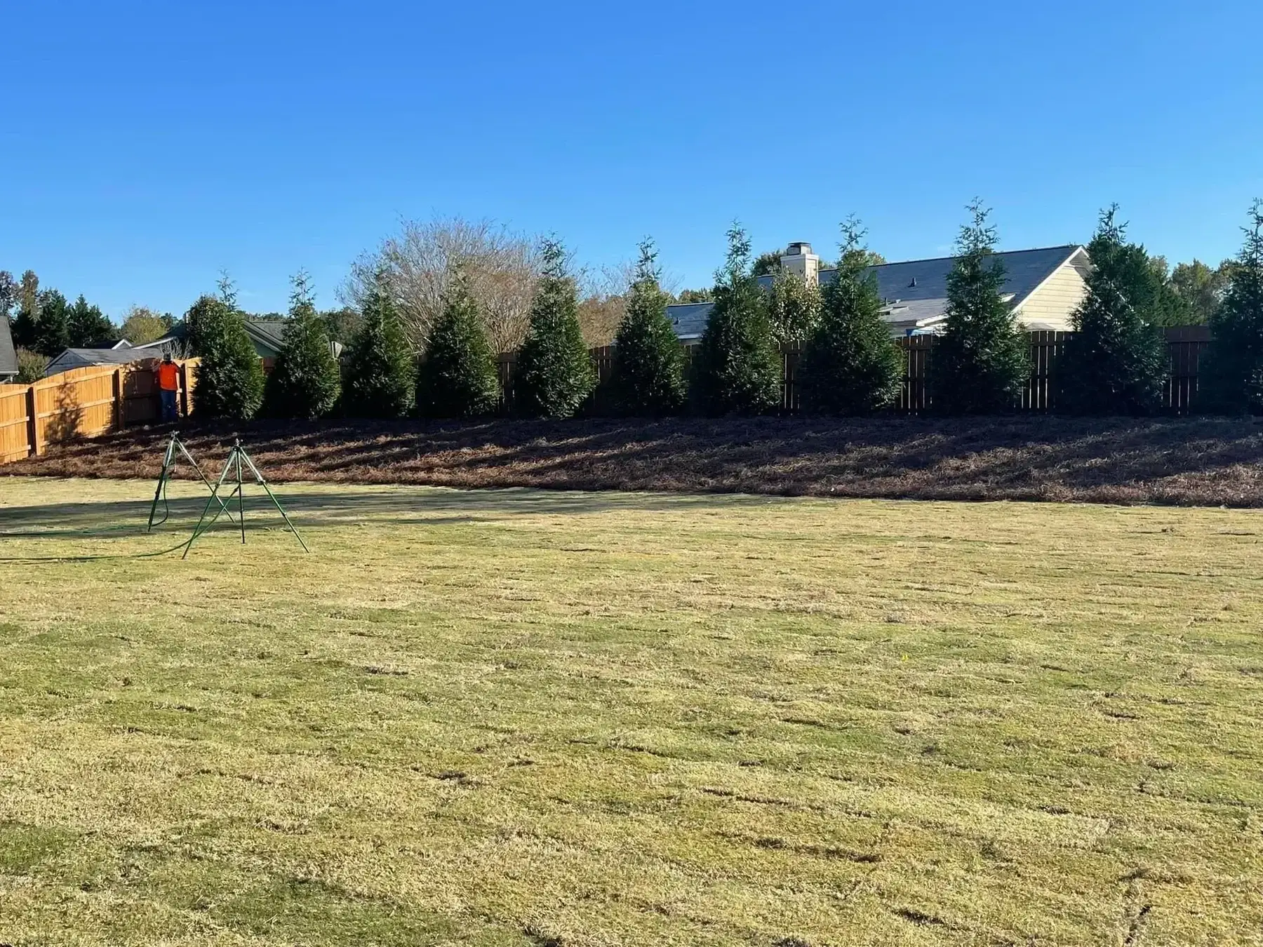 Wide lawn bordered by a row of young evergreens under a clear sky